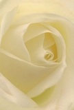 This evocative image draws you deep into the creamy heart of a white rose, inviting the senses to linger on each petal's softness-much like pausing amid the quiet side-streets of Shoreditch before art galleries open their doors. The floral spiral opens gently towards the light, each petal nearly weightless, kissed by a cool wash of diffused sunshine as subtle shadows create depth and intimacy. The impression is one of serene anticipation-the kind that arrives before a joyful event or the private exchange of kindness between friends in Shoreditch's vibrant cafés. The gentle fragrance, clean and lightly sweet, floats in the air-subtle yet resonant-making this the flower of choice for expressions of admiration, new beginnings, or sensitive condolences across local homes or creative studios. Through this close, intimate composition, the intention and artistry of the florist shine, capturing not just a bloom, but the sentiment and community spirit woven into every Shoreditch Florist delivery.